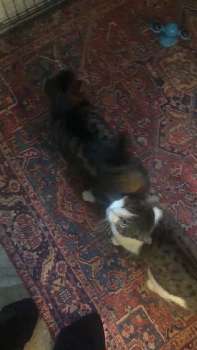 Enlarge Brooklyn & Tana, a Adoptable Domestic Short Hair in Parma, OH video 4/5