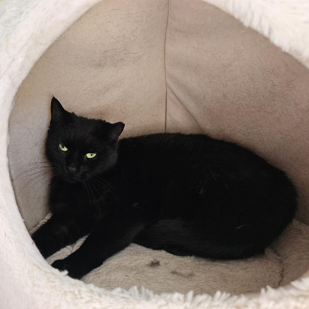 Mochi, Adoptable, Adult Female Domestic Short Hair.