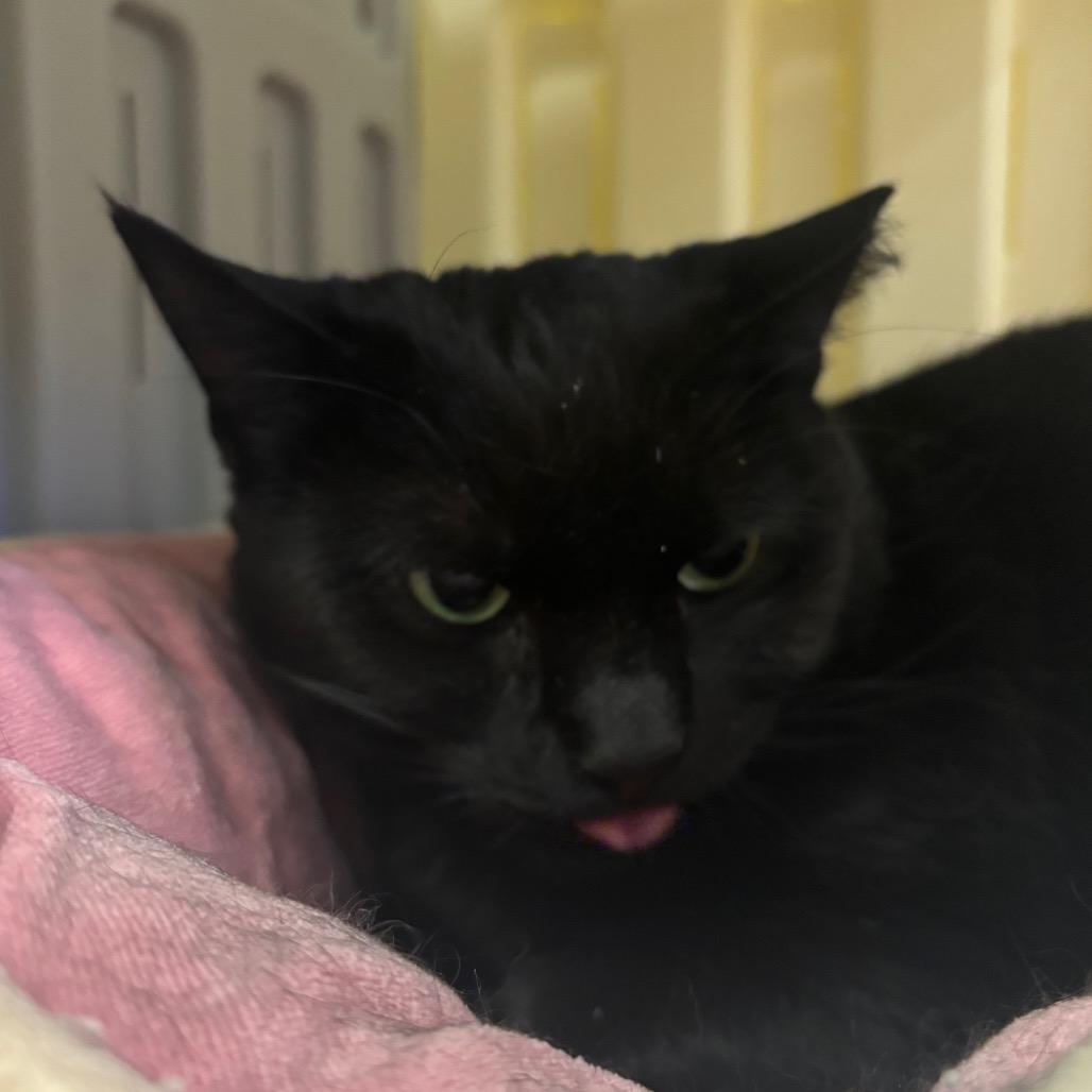 Mochi, a Adoptable Domestic Short Hair in Westhampton, NY image 2/6