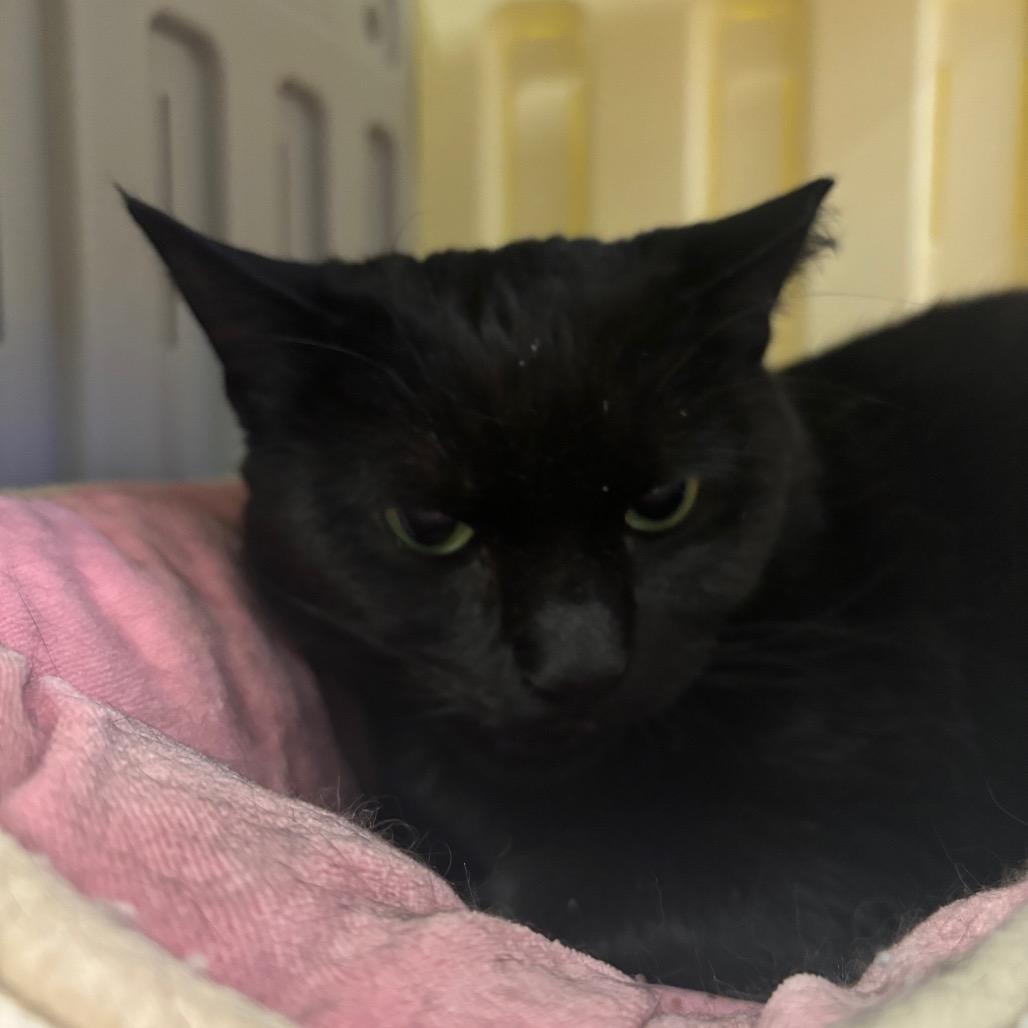 Enlarge Mochi, a Adoptable Domestic Short Hair in Westhampton, NY image 2/6