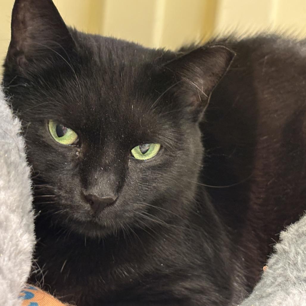 Enlarge Mochi, a Adoptable Domestic Short Hair in Westhampton, NY image 4/6