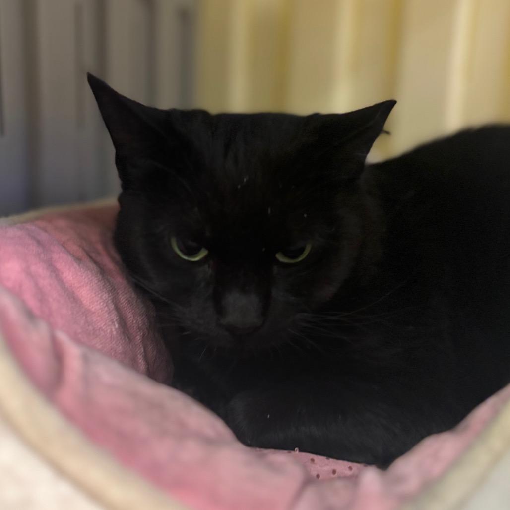 Enlarge Mochi, a Adoptable Domestic Short Hair in Westhampton, NY image 5/6