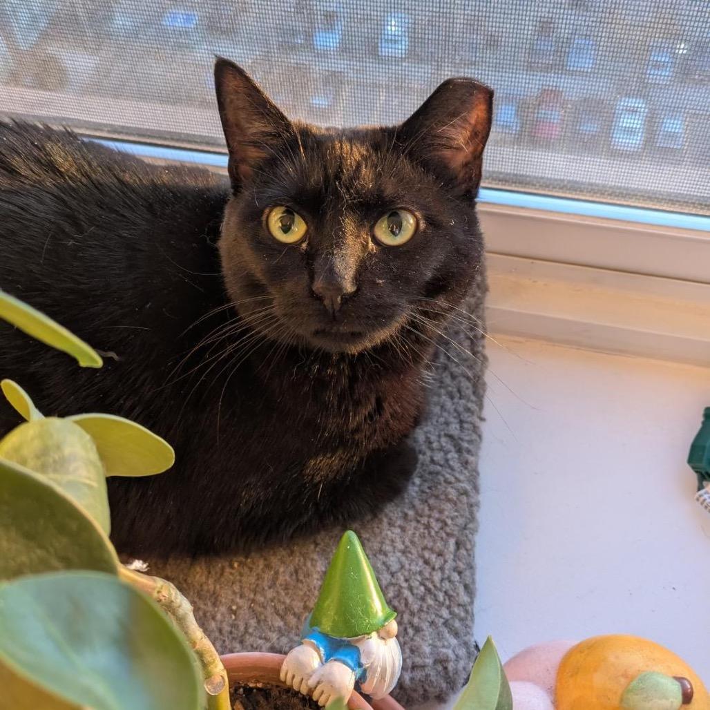 Mochi, a Adoptable Domestic Short Hair in Westhampton, NY image 6/6