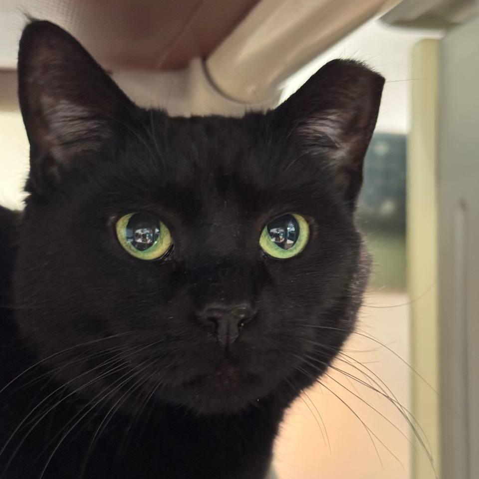 Enlarge Mochi, a Adoptable Domestic Short Hair in Westhampton, NY image 6/6