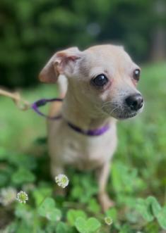 ANGEL-8 LB TEACUP CHIHUAHUA, Adopted, Adult Female Chihuahua.