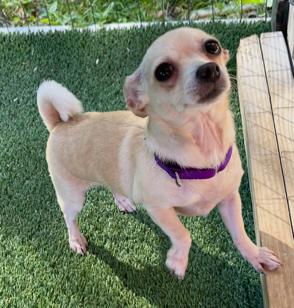 ANGEL-8 LB TEACUP CHIHUAHUA, a Adopted Chihuahua in Franklin, TN image 2/2