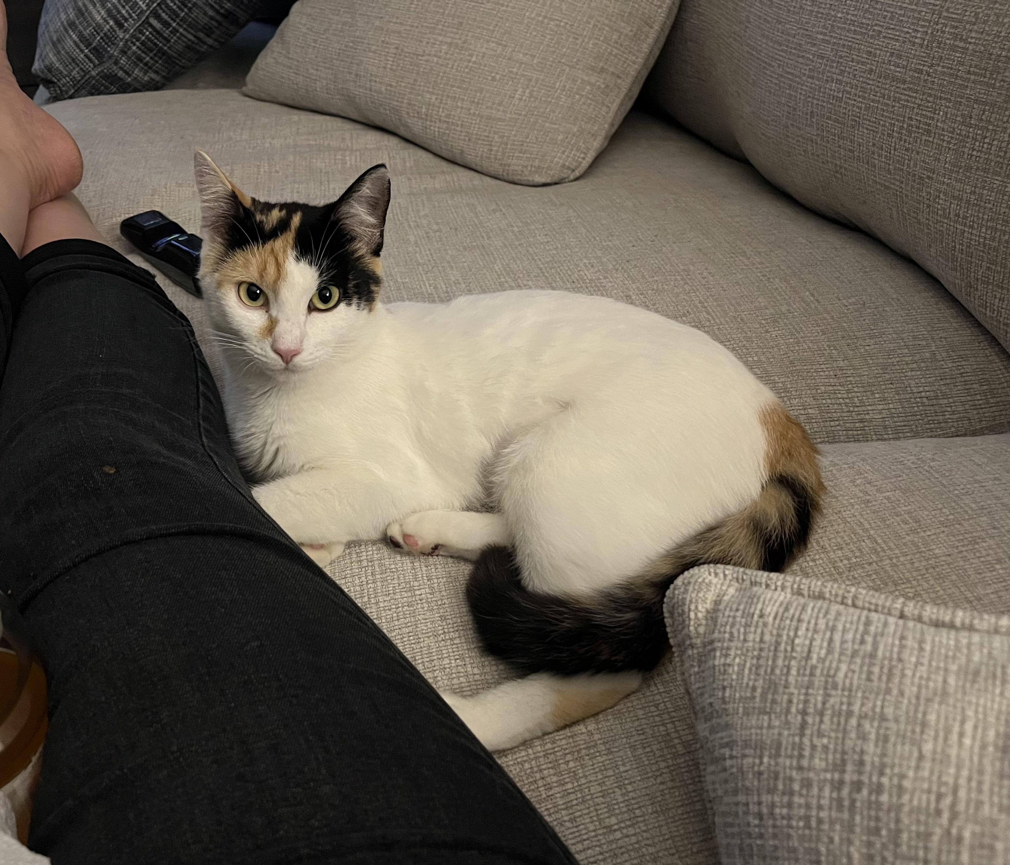 Enlarge Mama Rosie, a Adoptable mixed breed in Melbourne, FL image 4/4