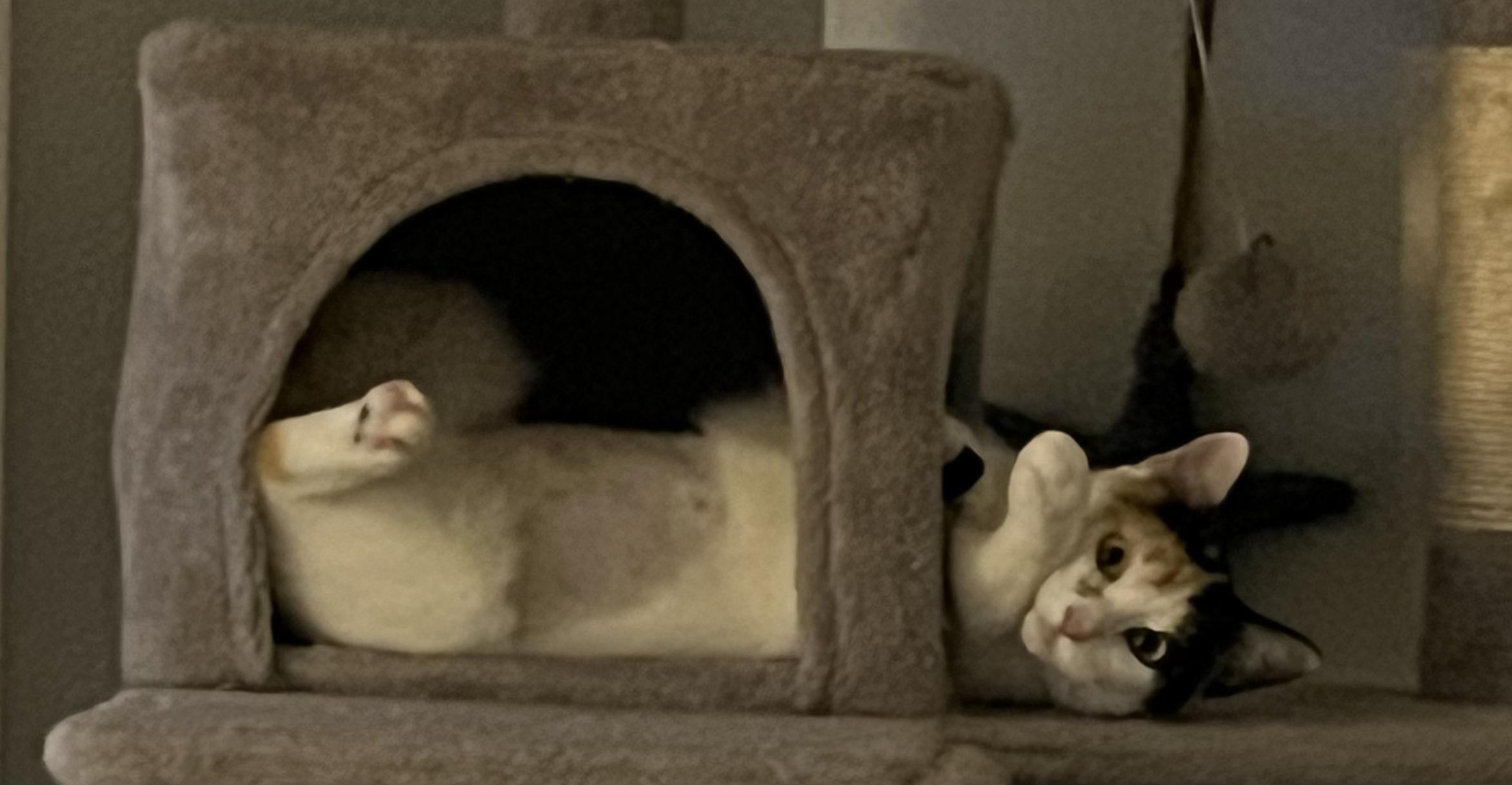 Enlarge Mama Rosie, a Adoptable mixed breed in Melbourne, FL image 3/4