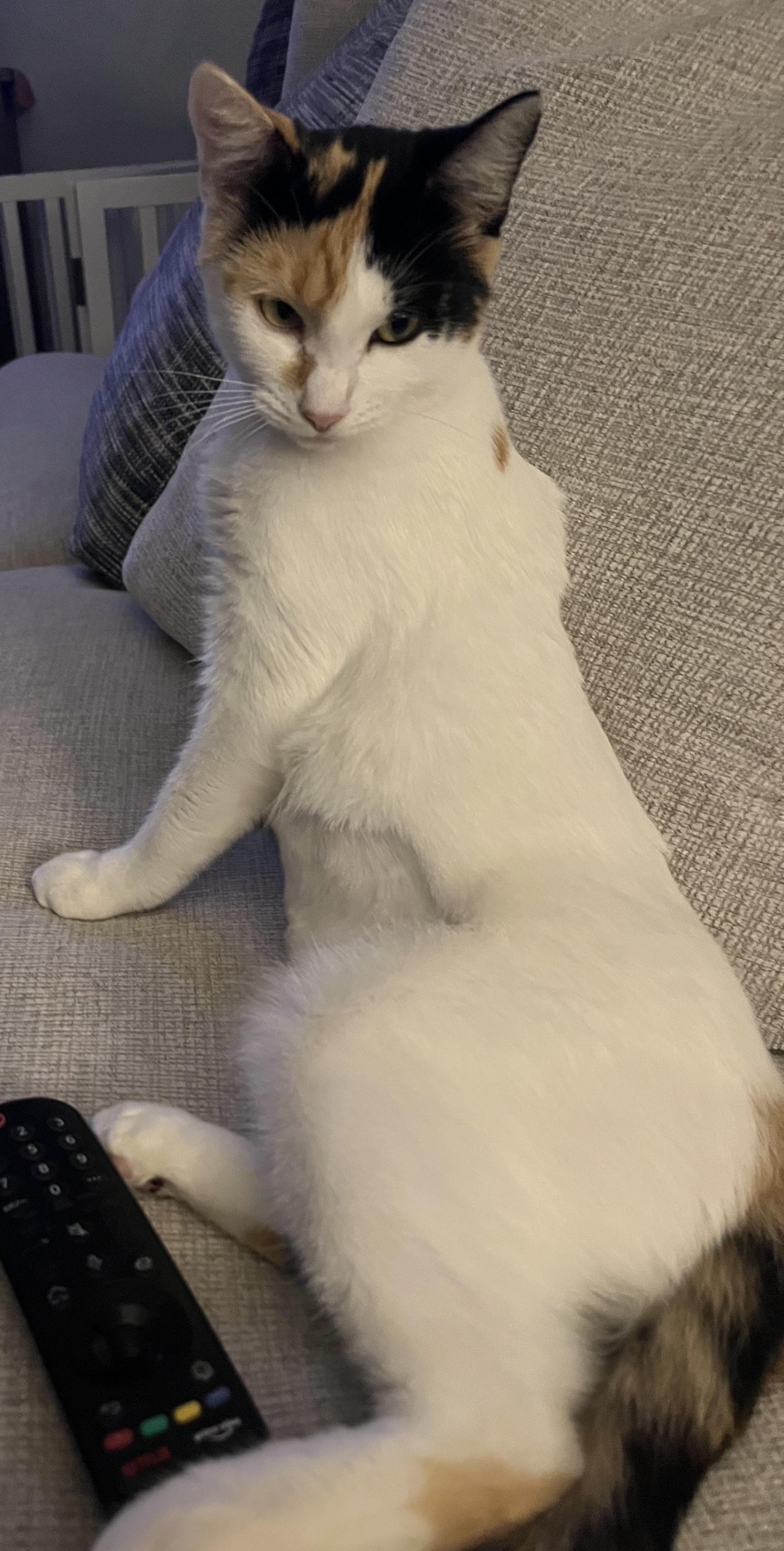 Enlarge Mama Rosie, a Adoptable mixed breed in Melbourne, FL image 2/4