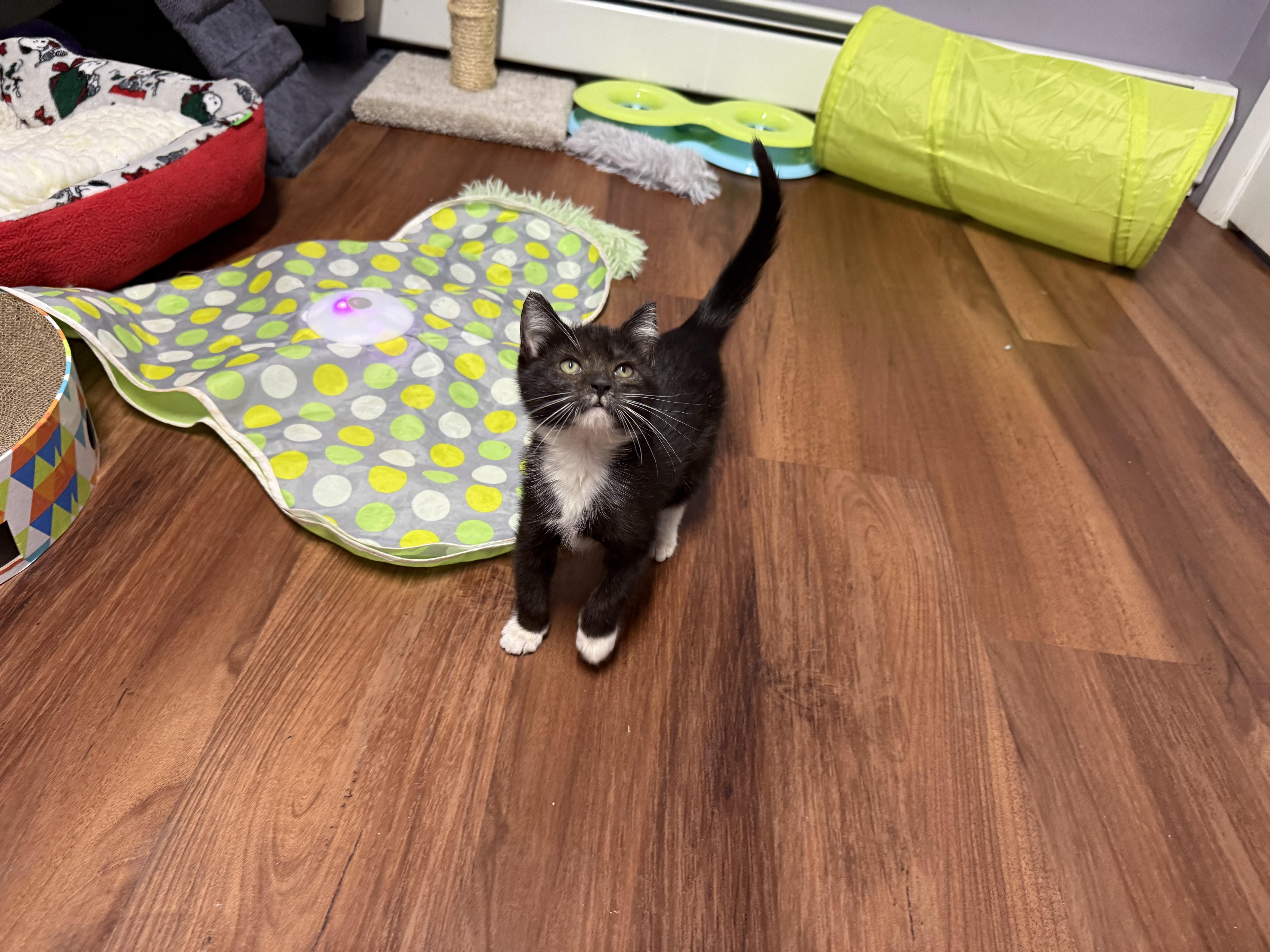 Enlarge Ziggy, a Adoptable Domestic Medium Hair in Clifton, NJ image 2/5