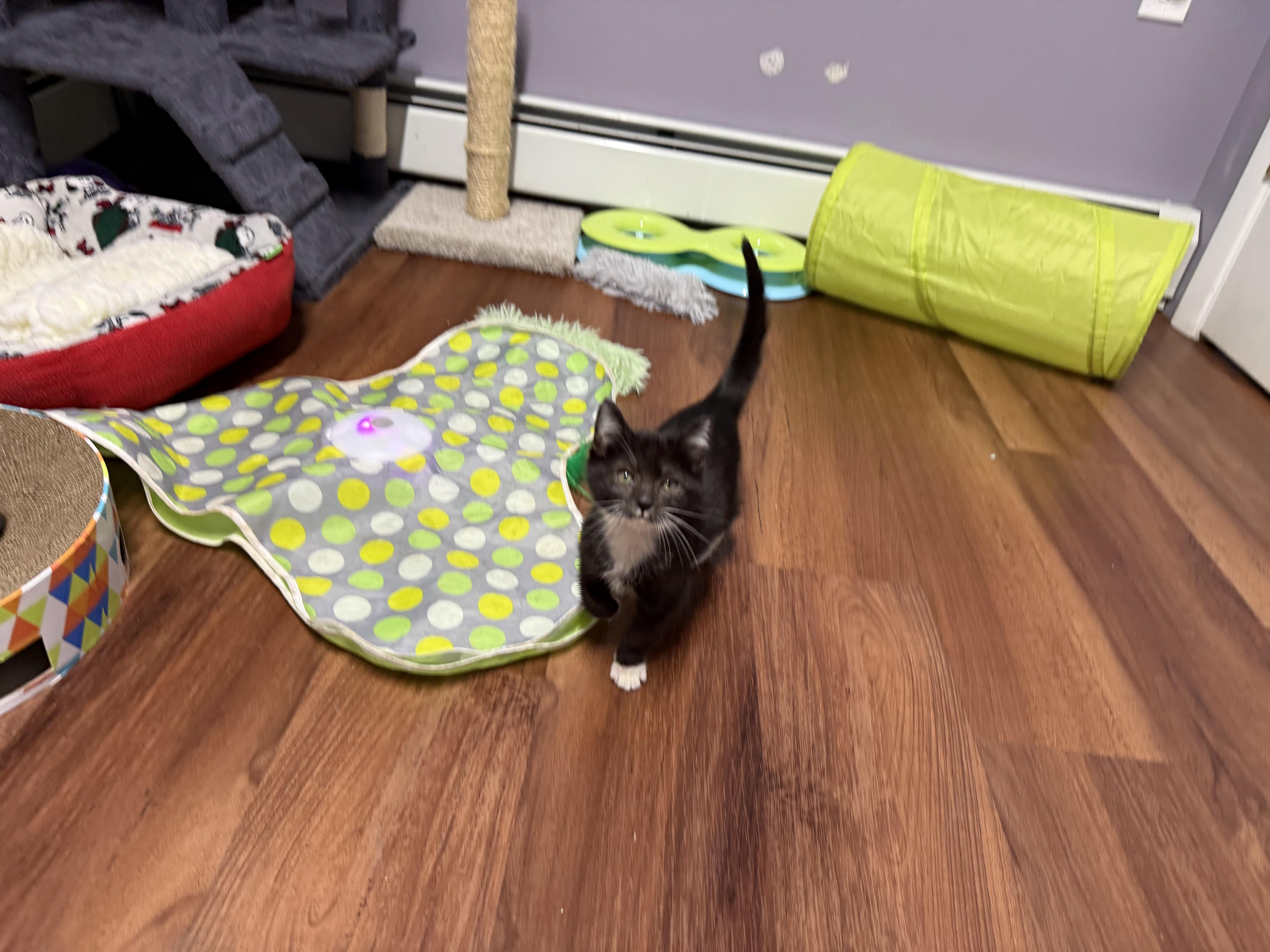Enlarge Ziggy, a Adoptable Domestic Medium Hair in Clifton, NJ image 1/5