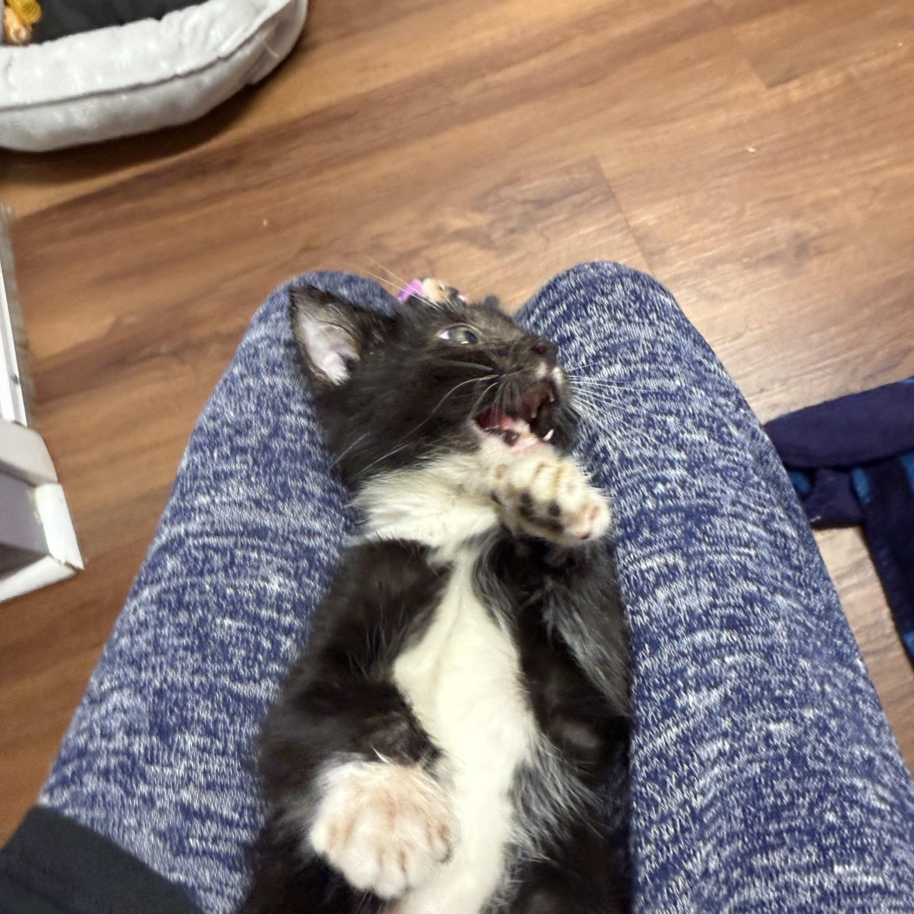 Enlarge Ziggy, a Adoptable Domestic Medium Hair in Clifton, NJ image 5/5