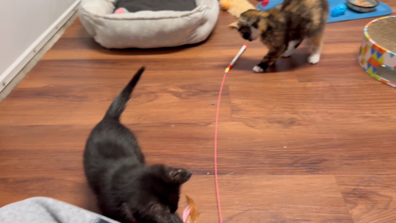 Enlarge Ziggy, a Adoptable Domestic Medium Hair in Clifton, NJ video 3/5