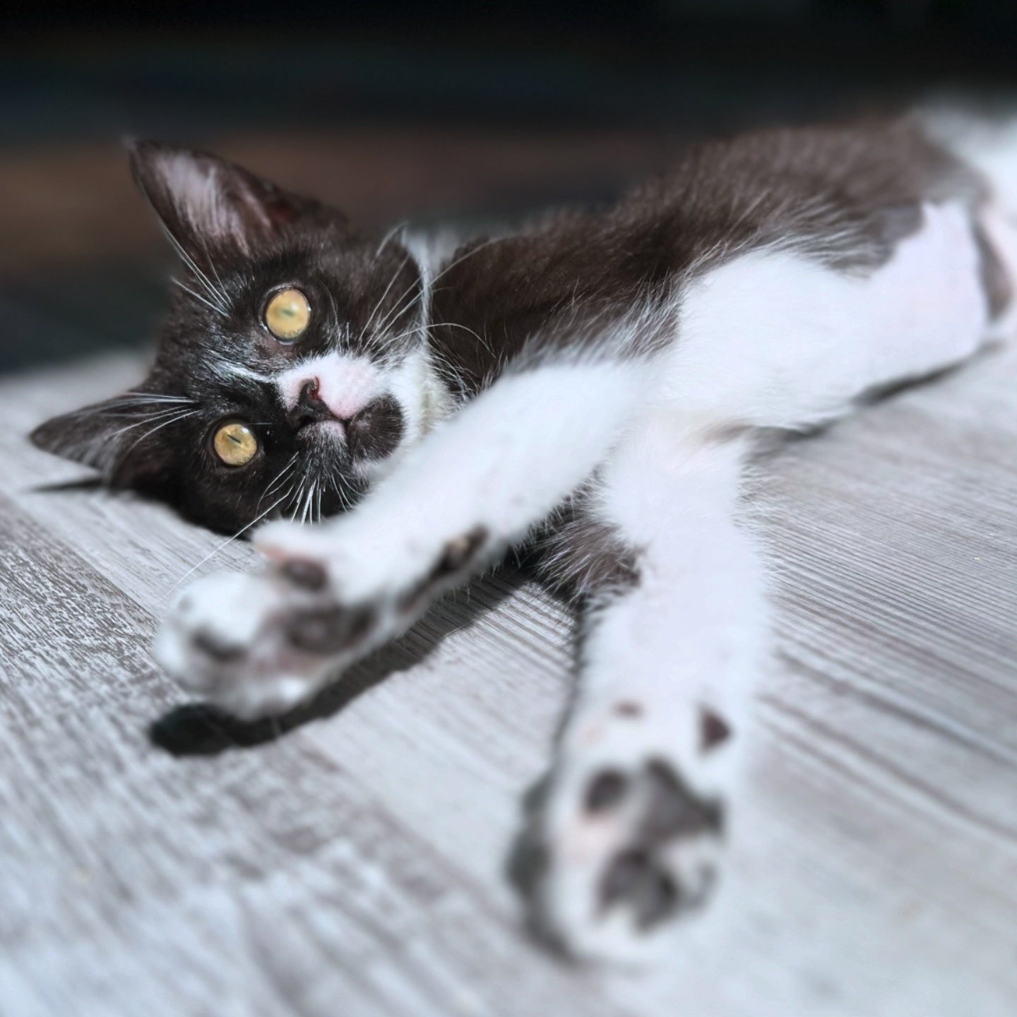 Bermuda, Adopted, Kitten Female Domestic Short Hair.