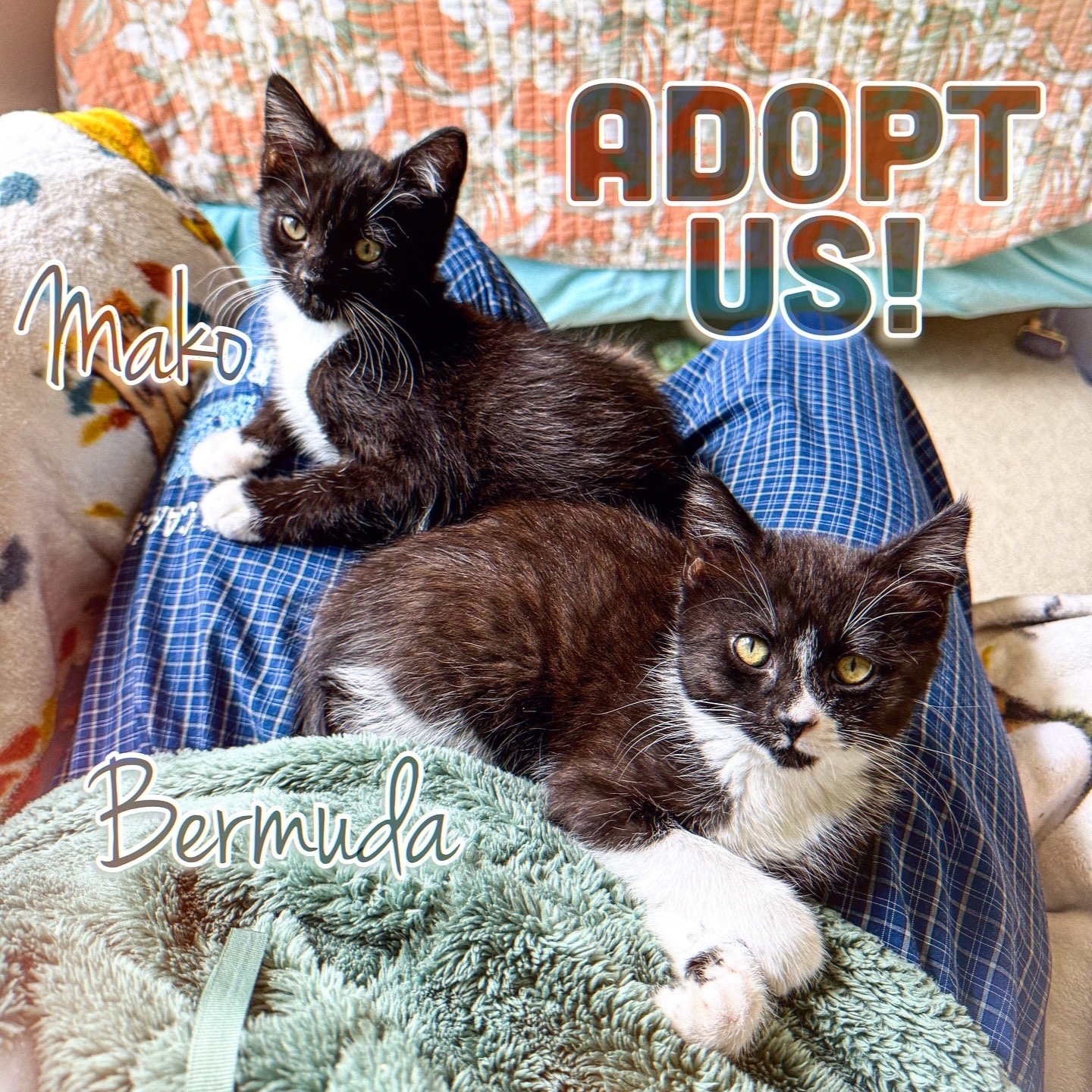 Enlarge Bermuda, a Adopted Domestic Short Hair in Charlotte, NC image 2/6