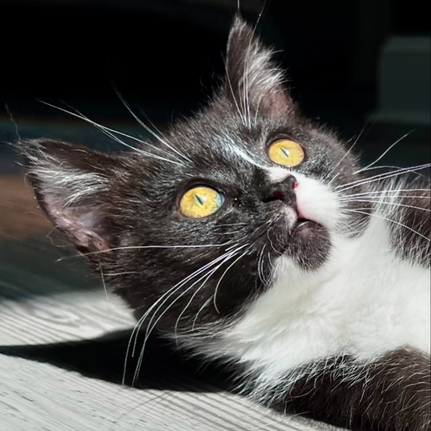 Enlarge Bermuda, a Adopted Domestic Short Hair in Charlotte, NC image 3/6