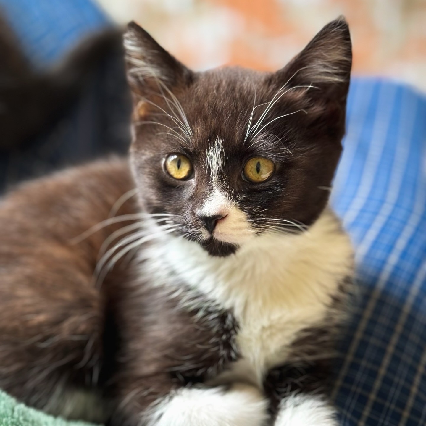 Enlarge Bermuda, a Adopted Domestic Short Hair in Charlotte, NC image 4/6