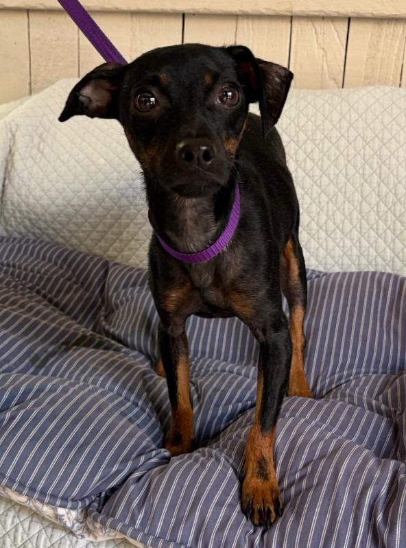 Snoop, Adoptable, Puppy Male Chihuahua.