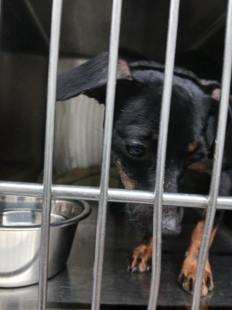 Enlarge Snoop, a Adoptable Chihuahua in Fort Worth, TX image 2/2