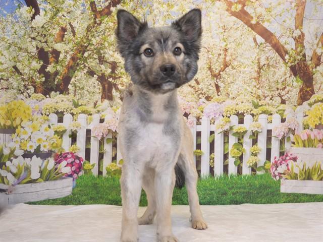 Enlarge SARGE, a Adoptable mixed breed in Oroville, CA image 1/1