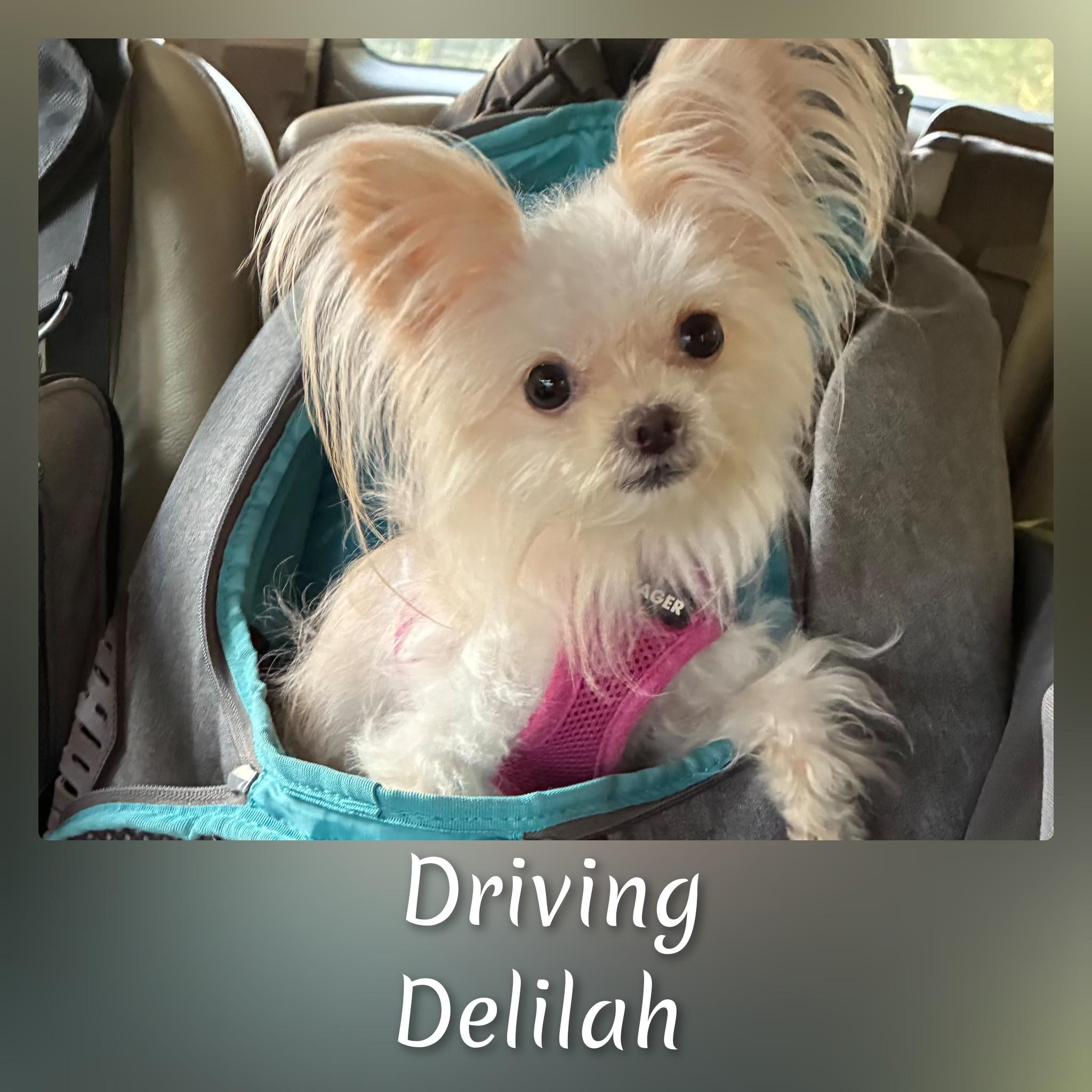 Deliliah, Adopted, Adult Female Yorkshire Terrier.