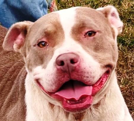 Bella Nova, beautiful and sweet and affectionate young Am. Staff girl