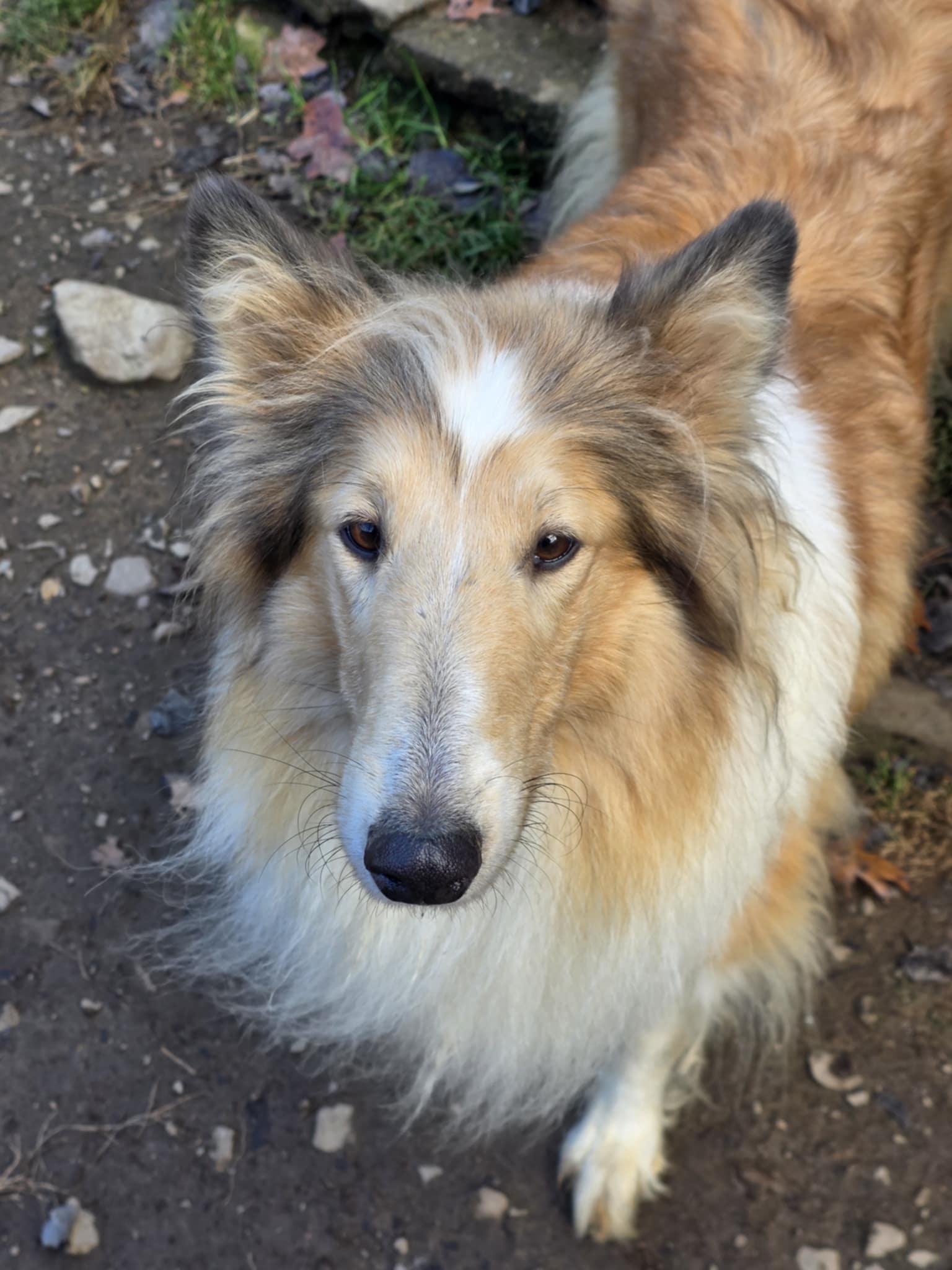 Daisy, Adoptable, Adult Female Rough Collie.