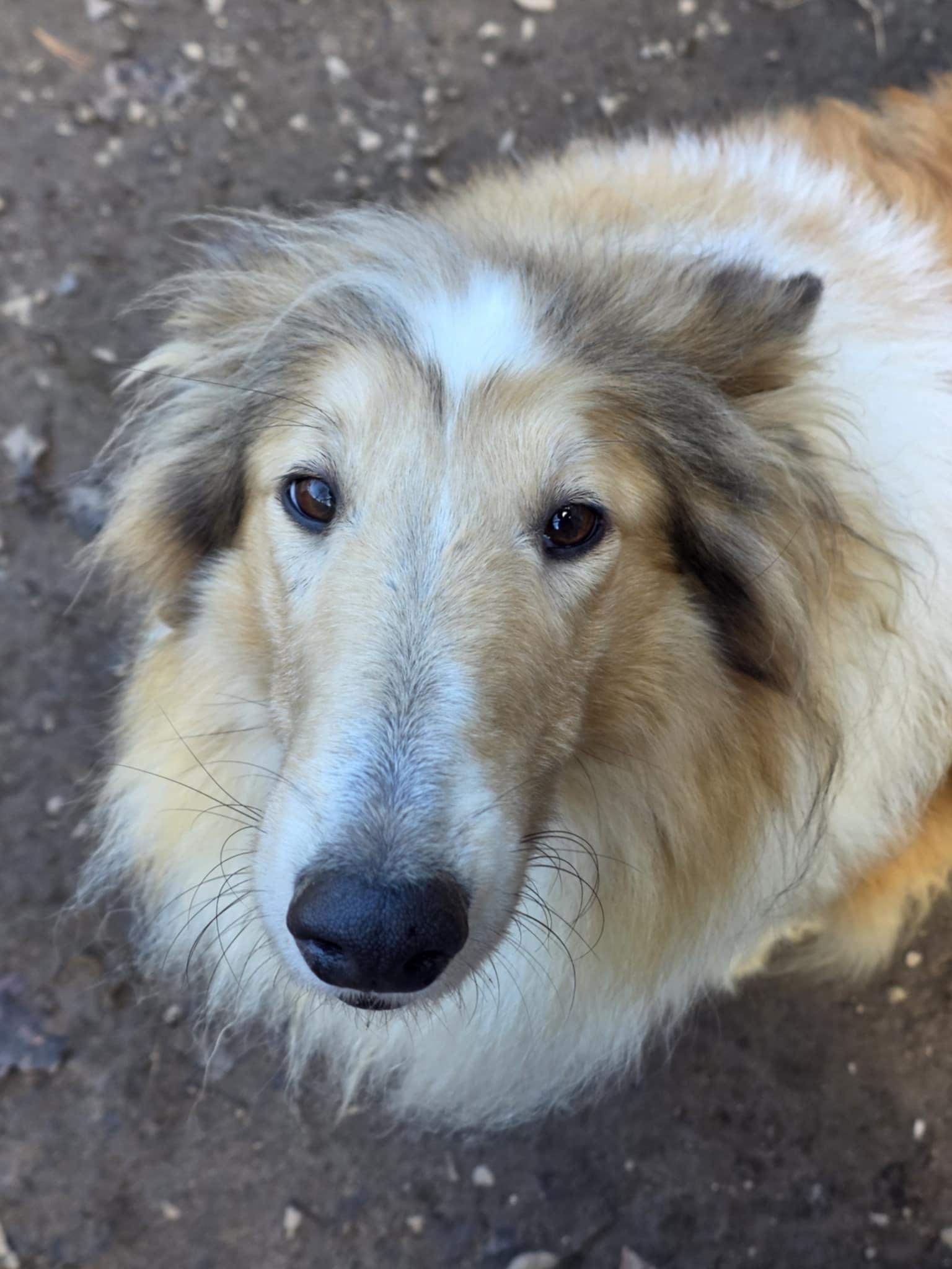 Enlarge Daisy, a Adoptable Rough Collie in Wurtsboro, NY image 3/4