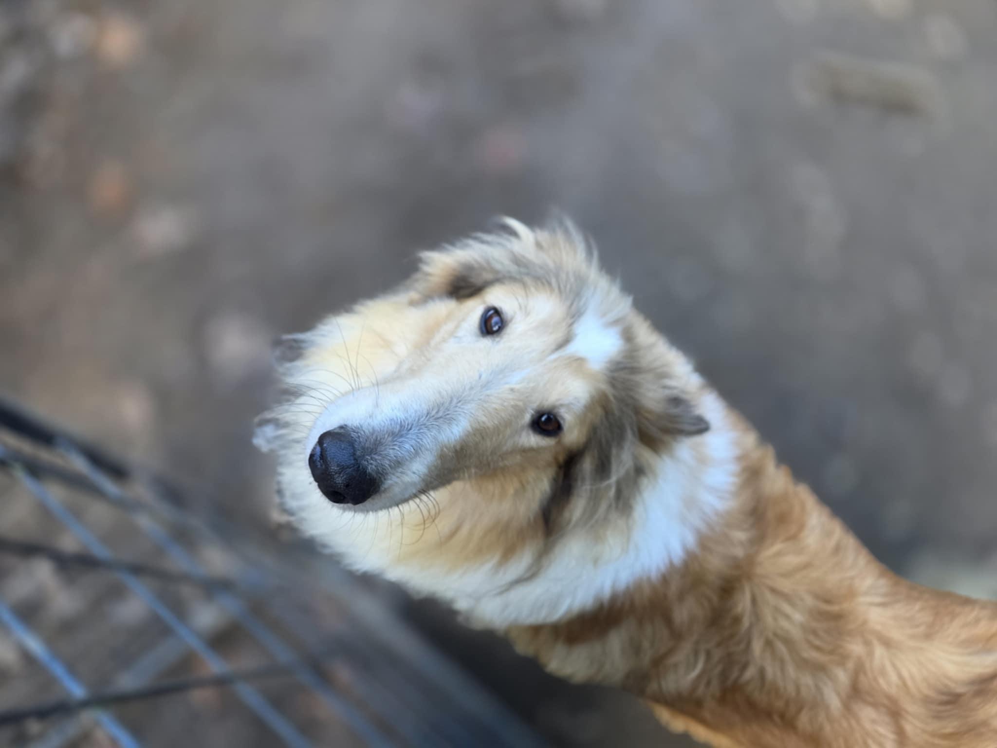 Enlarge Daisy, a Adoptable Rough Collie in Wurtsboro, NY image 4/4
