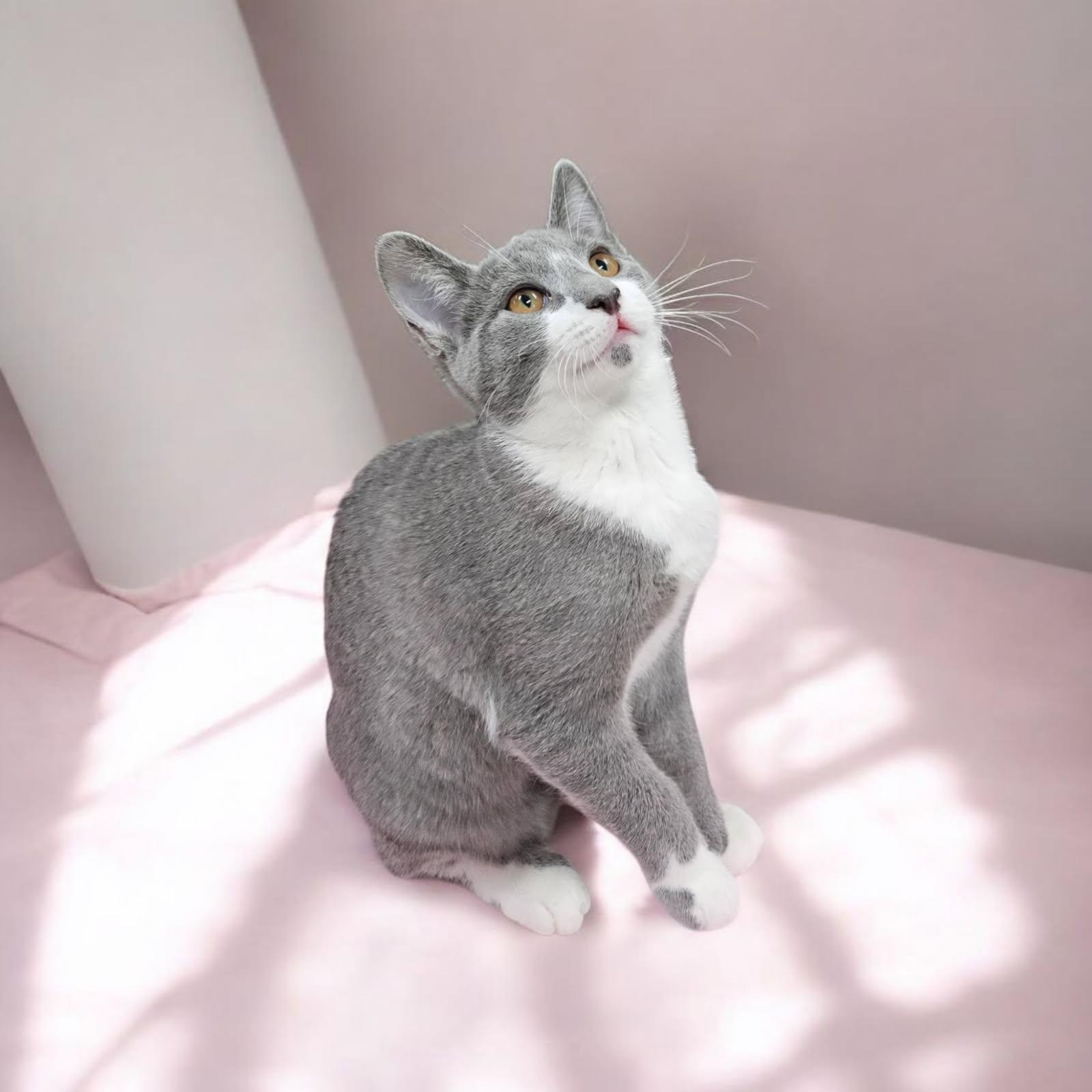 Enlarge Rosalie, a Adoptable Domestic Short Hair in Wilmington, OH image 1/2