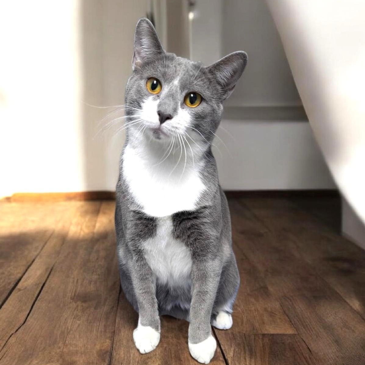 Enlarge Rosalie, an adoptable Domestic Short Hair in Wilmington, OH image 2/4