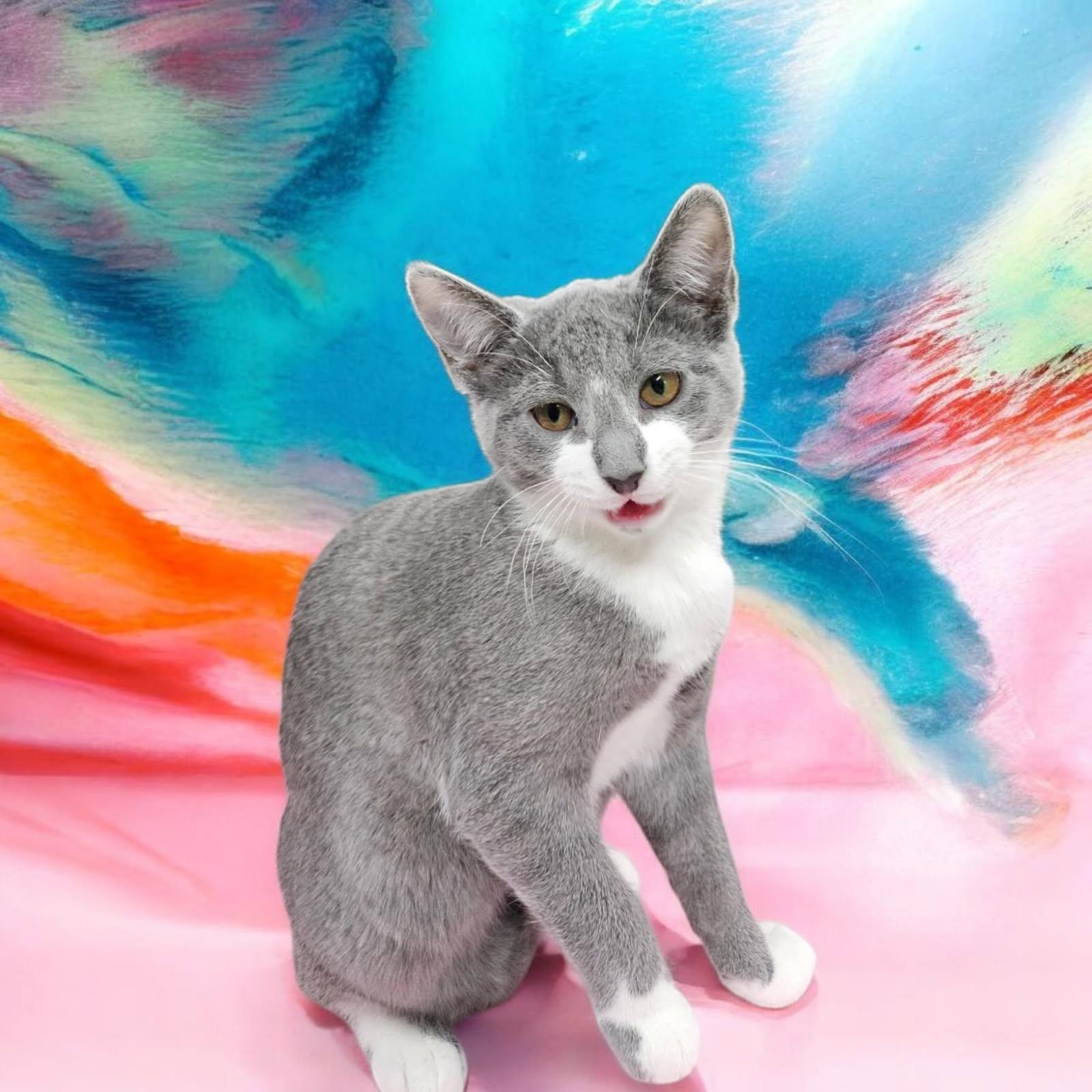 Enlarge Rosalie, a Adoptable Domestic Short Hair in Wilmington, OH image 2/2