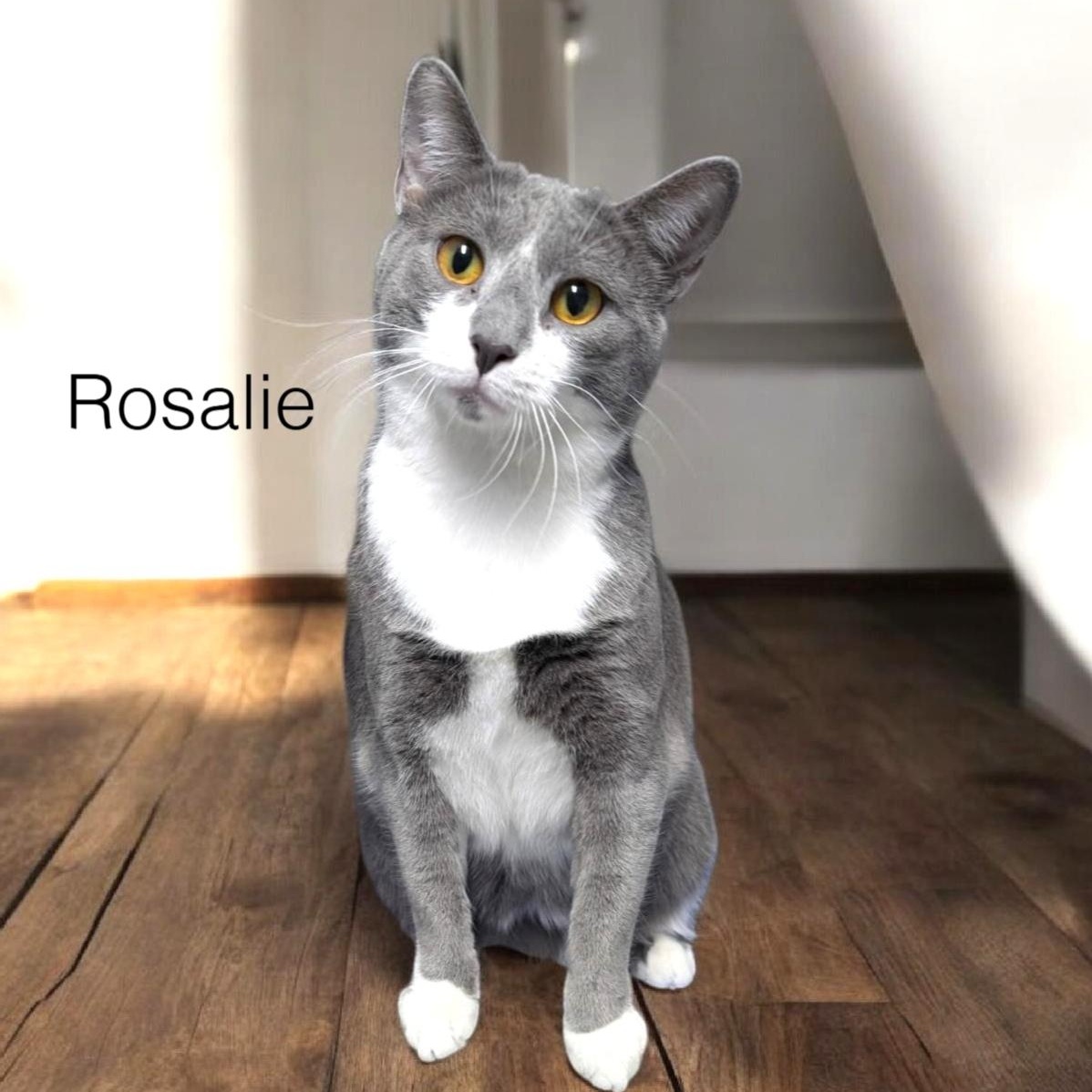Rosalie, adoptable, Young Female Domestic Short Hair.