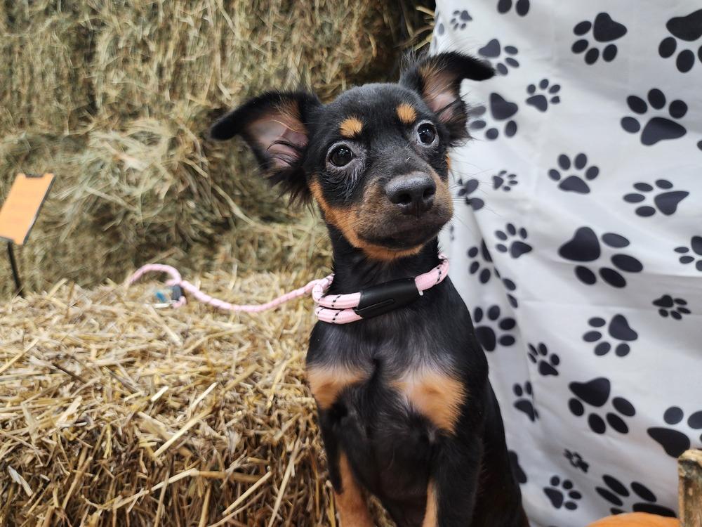 Everleigh thumbnail 5