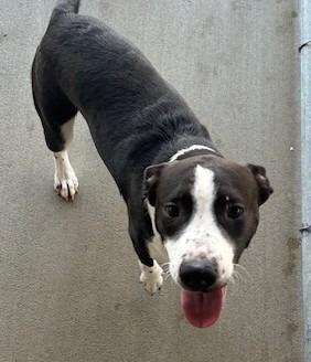 Enlarge Tiny, a ADOPTABLE mixed breed in Bryan, OH image 1/1