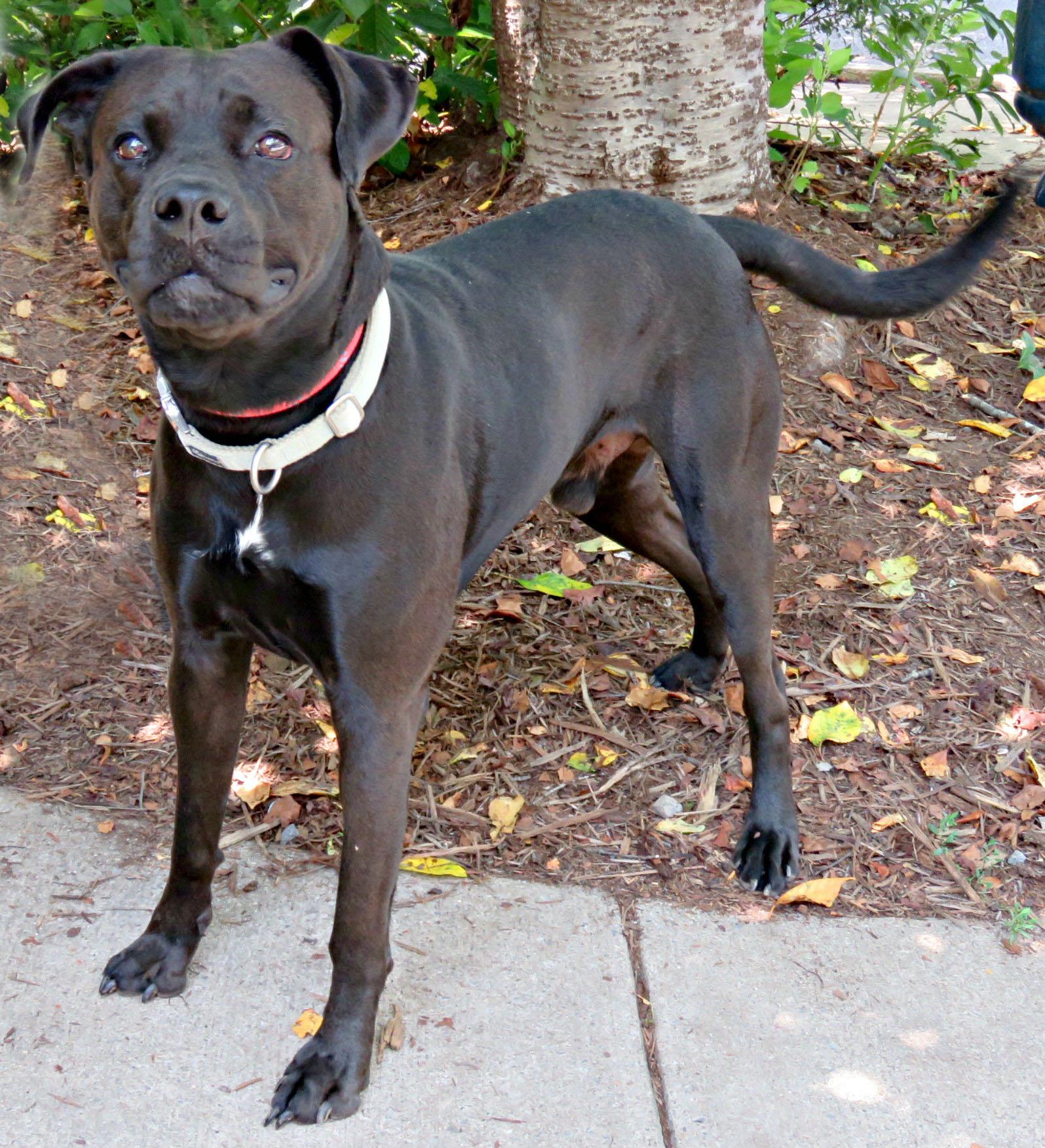 Enlarge Grendel, a Adoptable mixed breed in Lexington, VA image 2/4