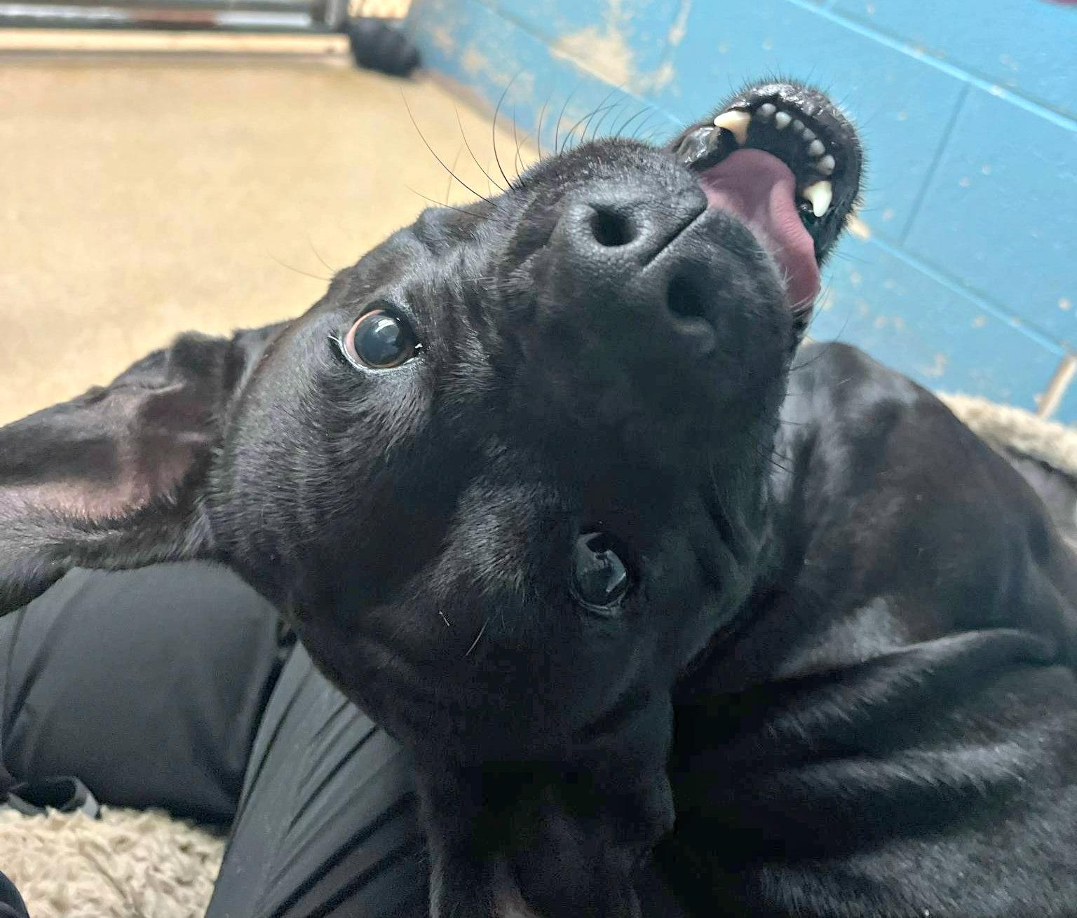 Enlarge Grendel, a Adoptable mixed breed in Lexington, VA image 3/4