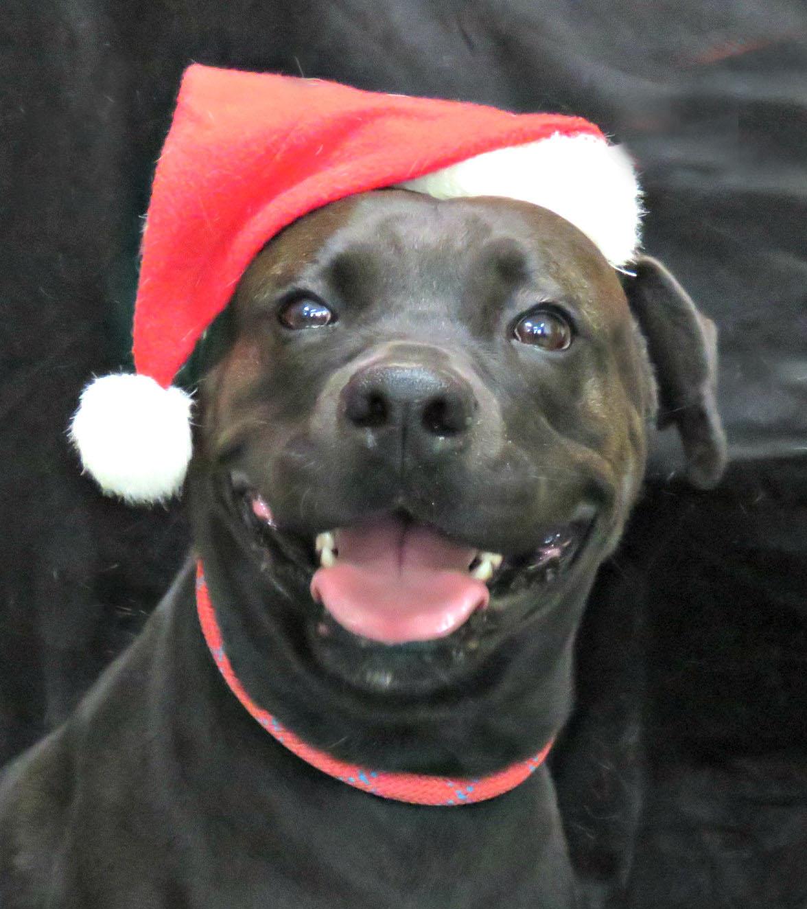 Enlarge Grendel, a Adoptable mixed breed in Lexington, VA image 1/2