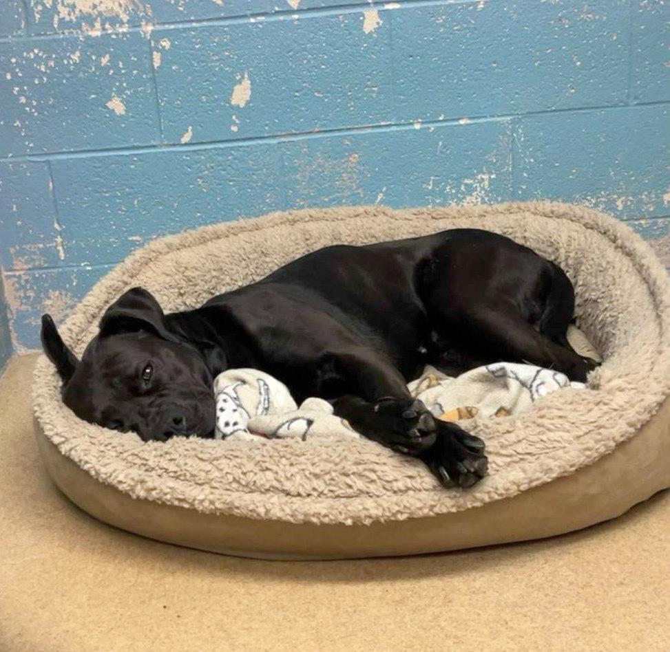 Enlarge Grendel, a Adoptable mixed breed in Lexington, VA image 4/4