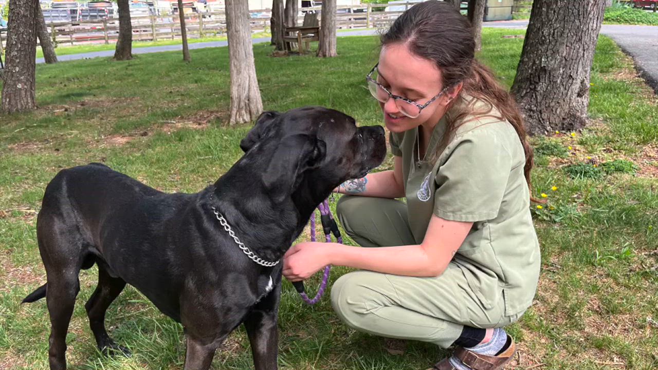 Enlarge Grendel, a Adoptable mixed breed in Lexington, VA video 2/2