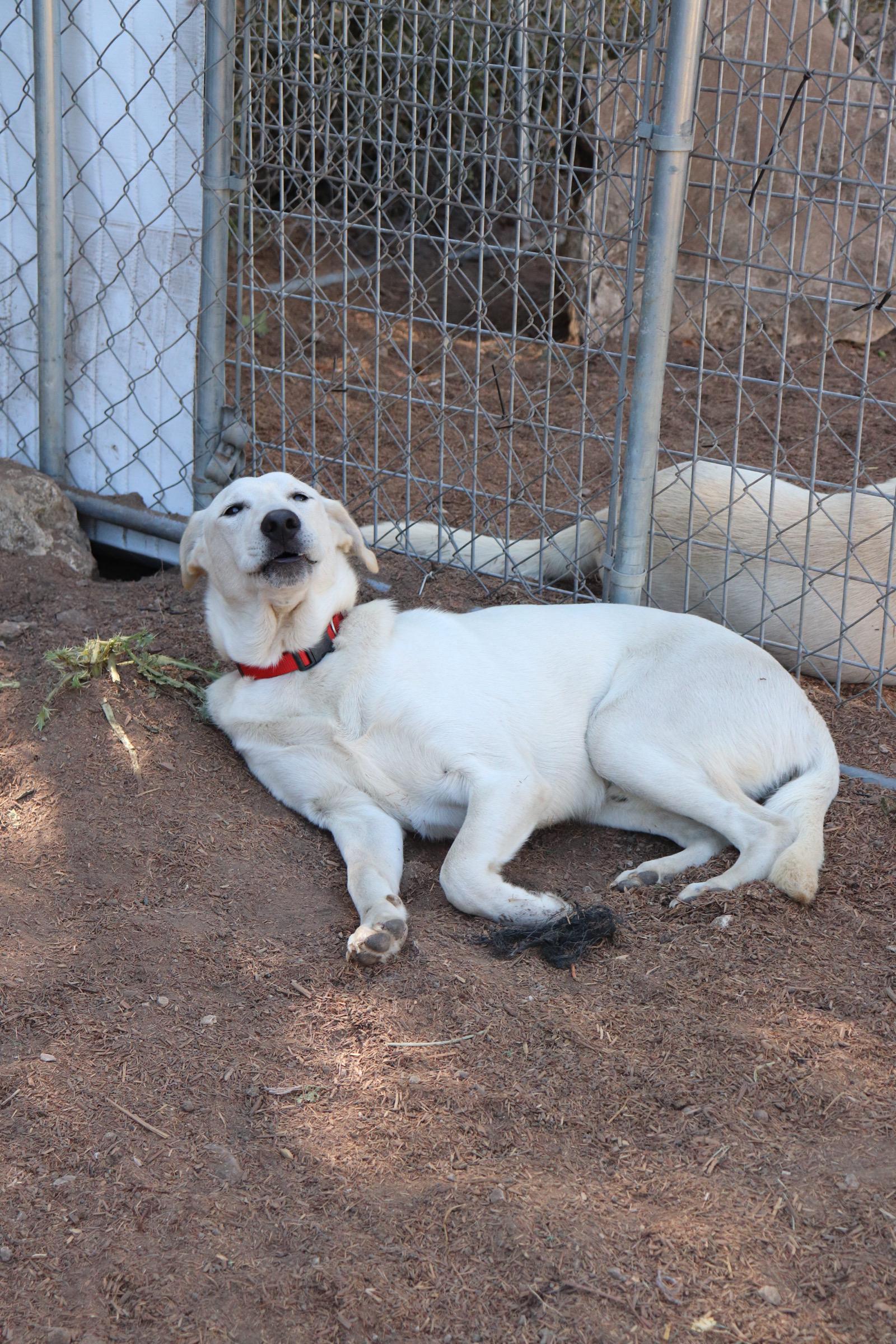 Dasher, Adoptable, Young Male Labrador Retriever.
