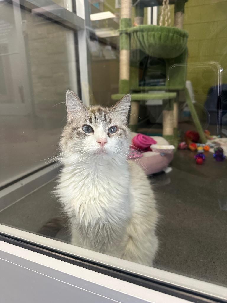 Little Doll (skyline), Adoptable, Senior Female Siamese.