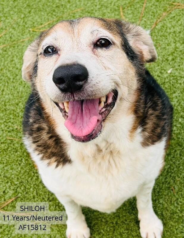 Shiloh, Adoptable, Adult Male Beagle.