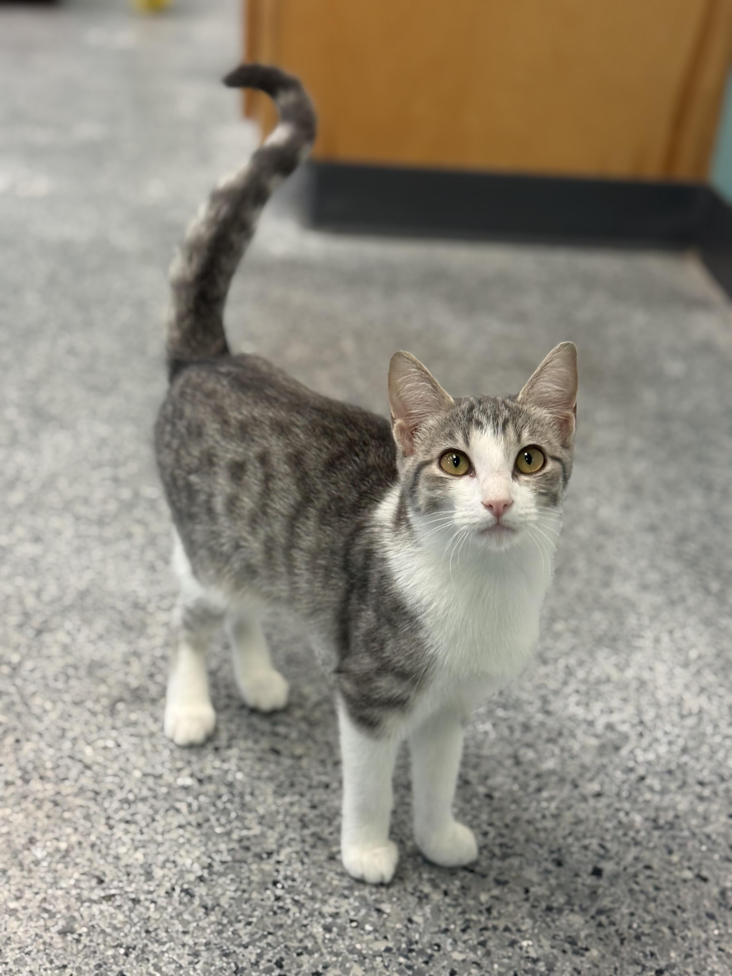 Jean, Adoptable, Kitten Female Domestic Short Hair.