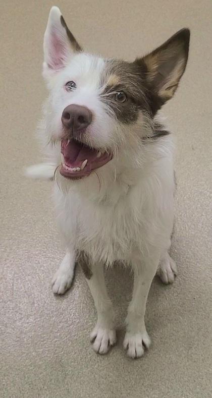 Orchid, a Adoptable mixed breed in Phoenix, AZ image 1/2