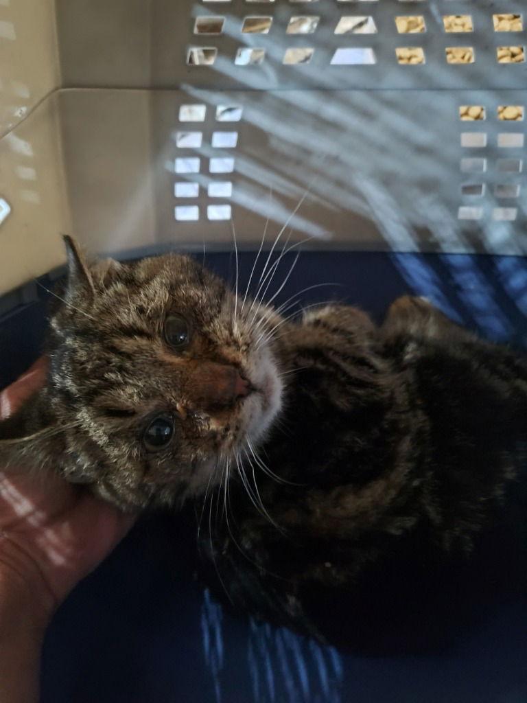 Enlarge Jones cat 2 (chubbs), a Adoptable Domestic Short Hair in Cromwell, KY image 1/1