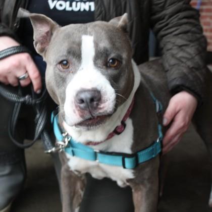 Pebbles, a Adoptable mixed breed in Richmond, VA image 1/3