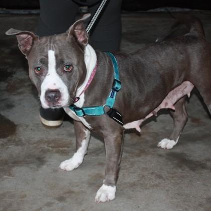 Pebbles, a Adoptable mixed breed in Richmond, VA image 2/3