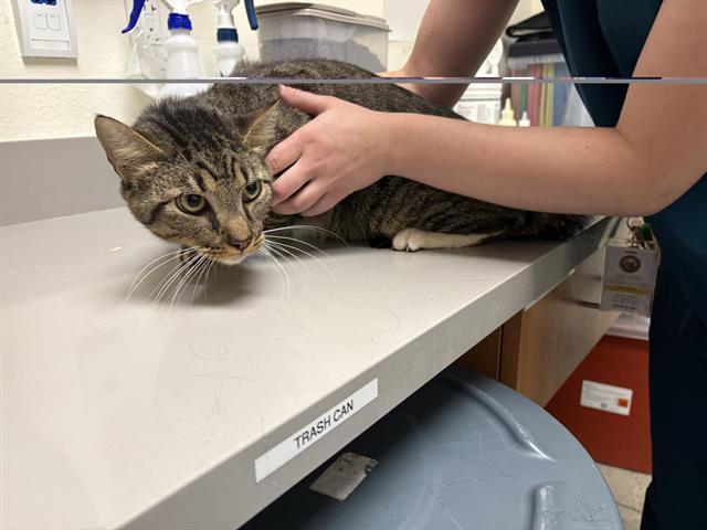 A352098, Adoptable, Adult Male Domestic Short Hair.