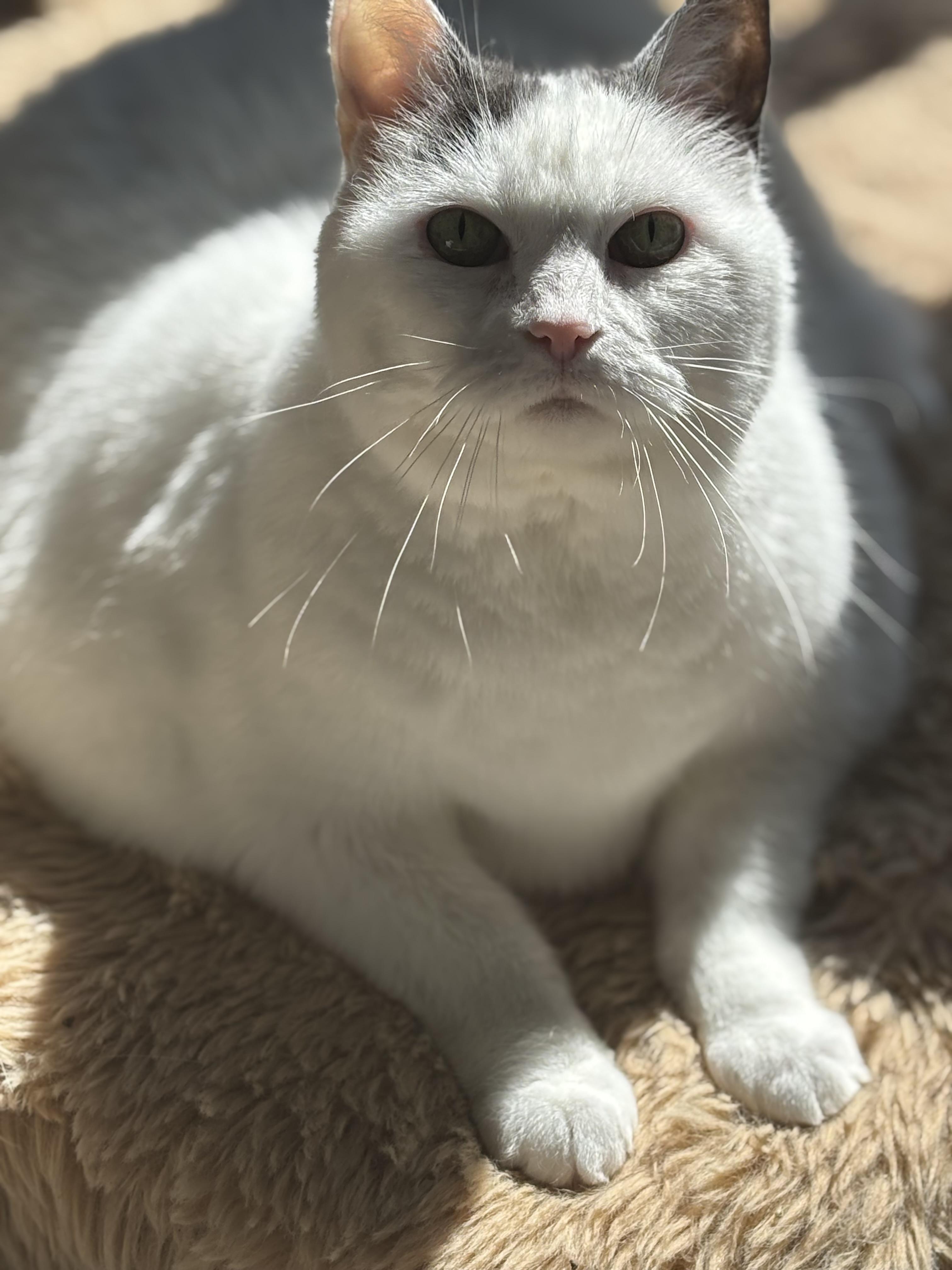 Enlarge CC: Cumulus Cloud , a Adoptable Domestic Short Hair in Ottawa, ON image 5/6